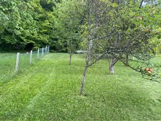 Wiese mit Obstbäumen