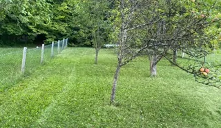 Wiese mit Obstbäumen