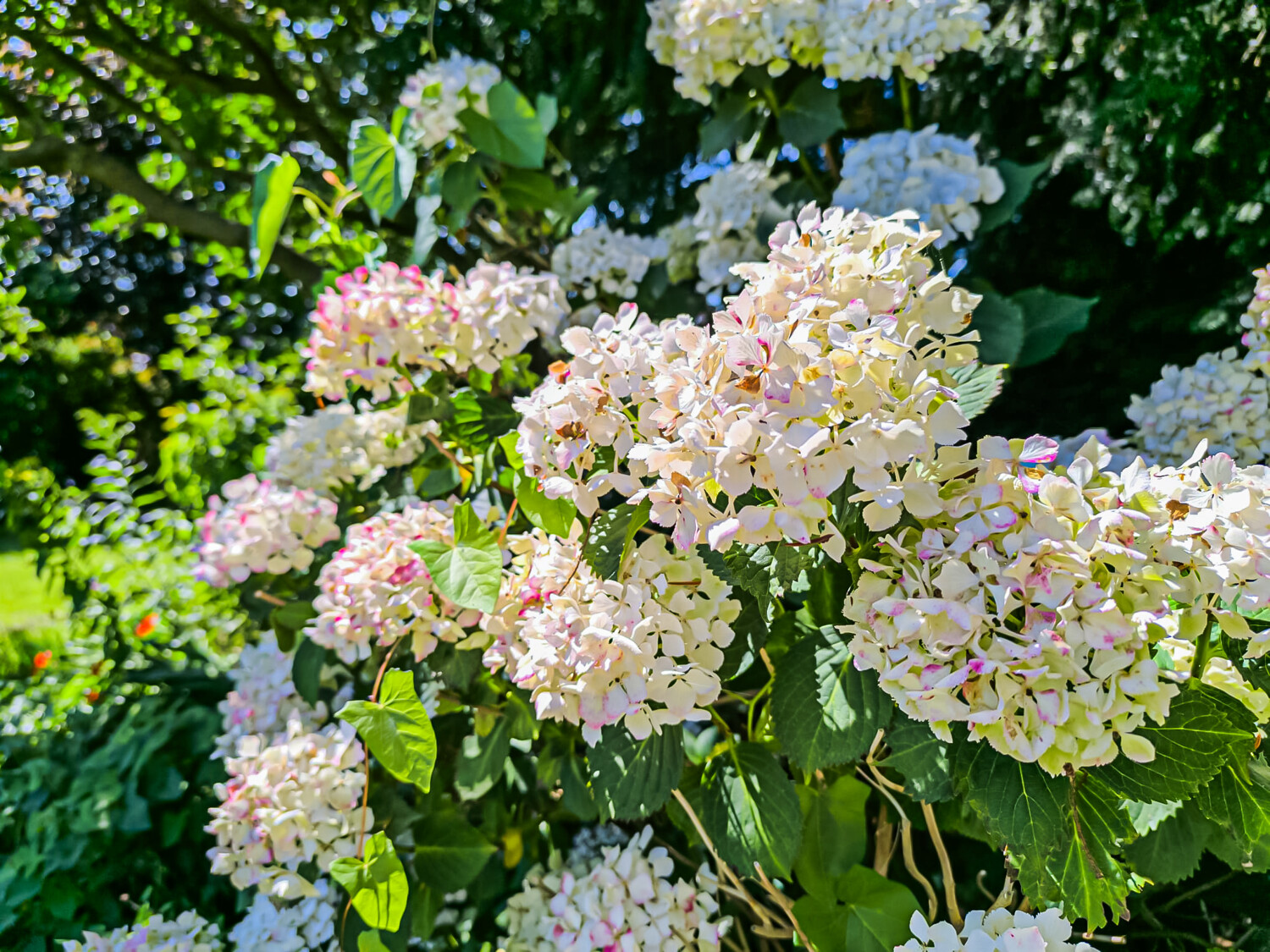 Liebevoll angelegter Garten