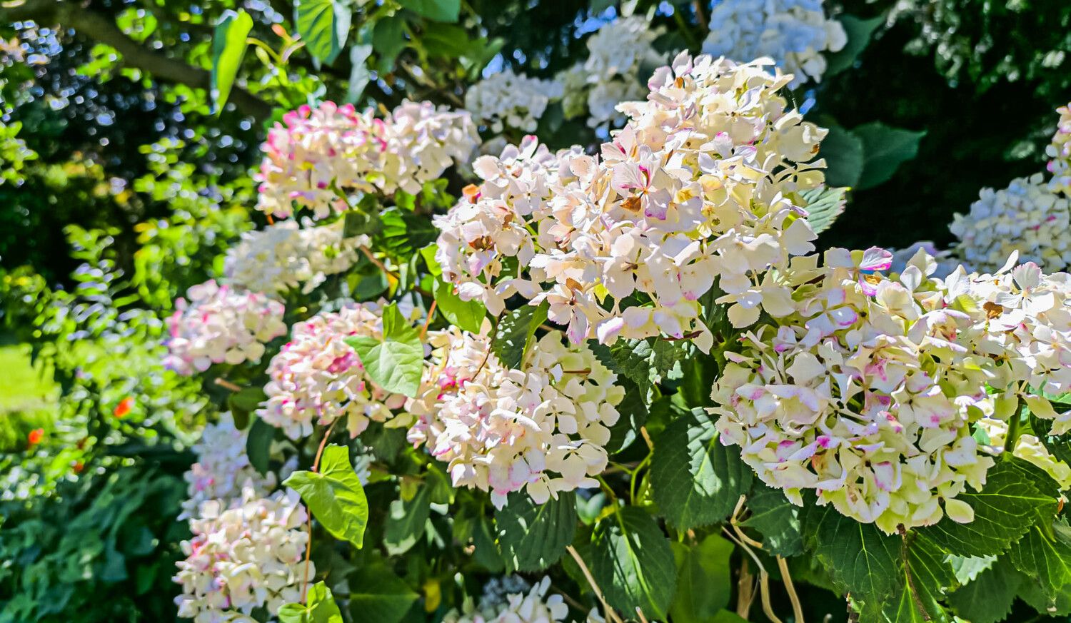 Liebevoll angelegter Garten