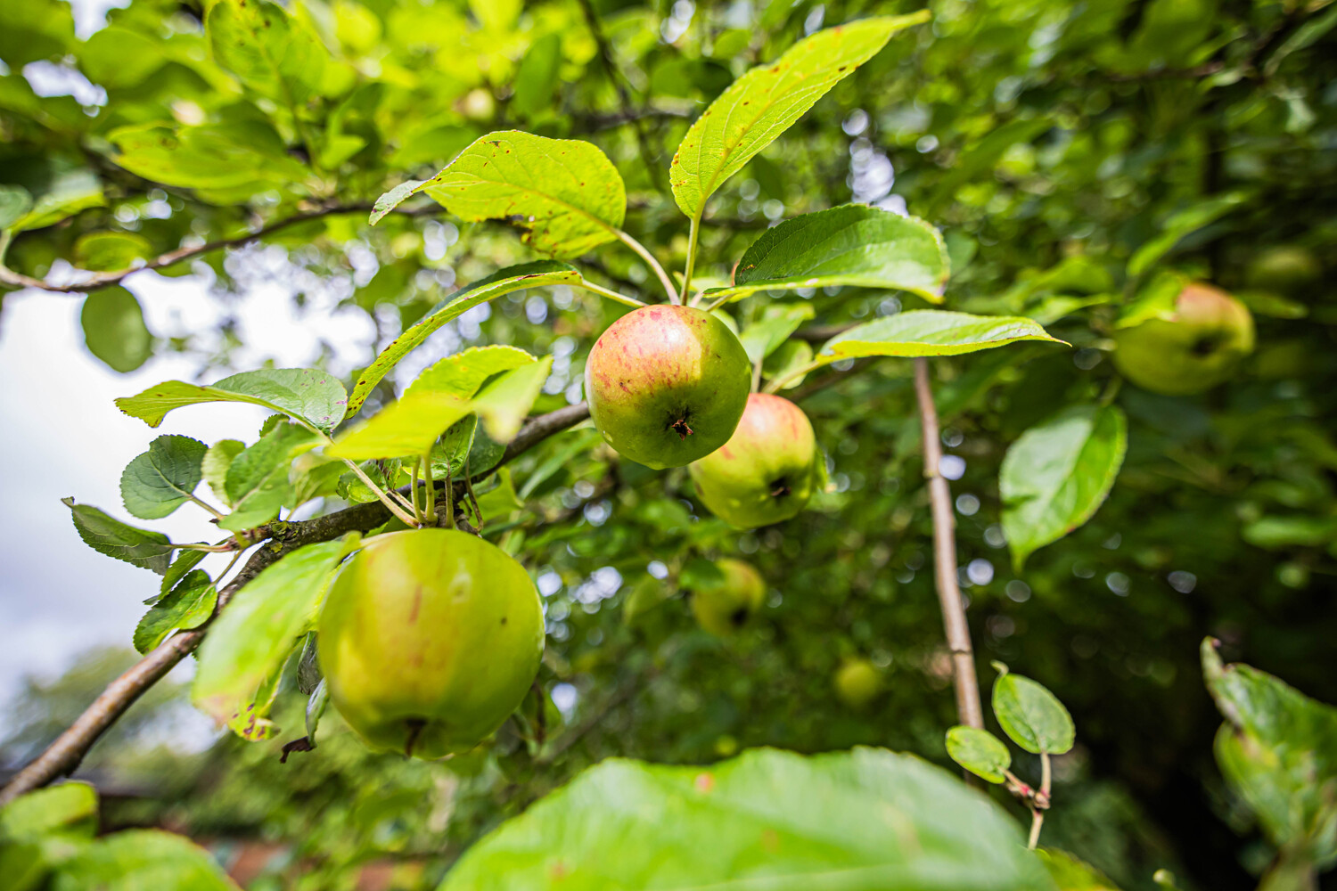 Apfelbaum