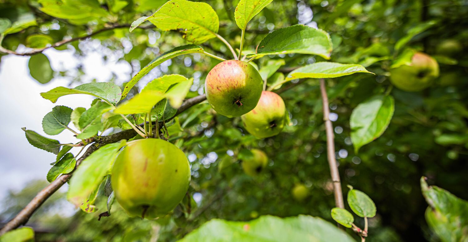 Apfelbaum