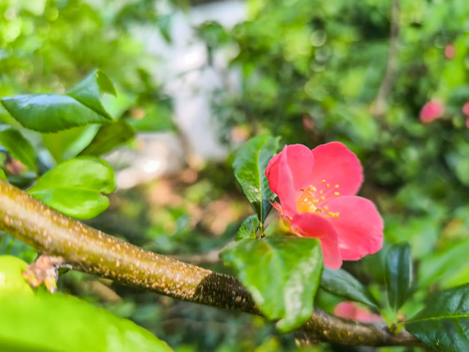 Garten Ansicht III