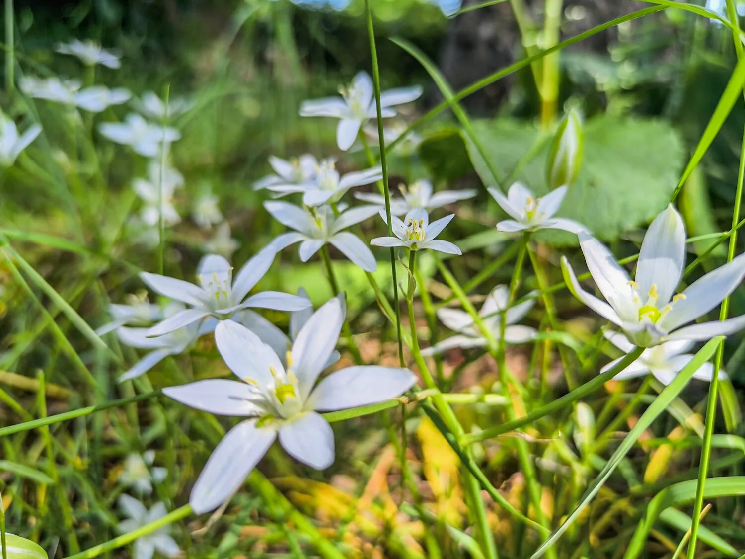 Garten Ansicht I