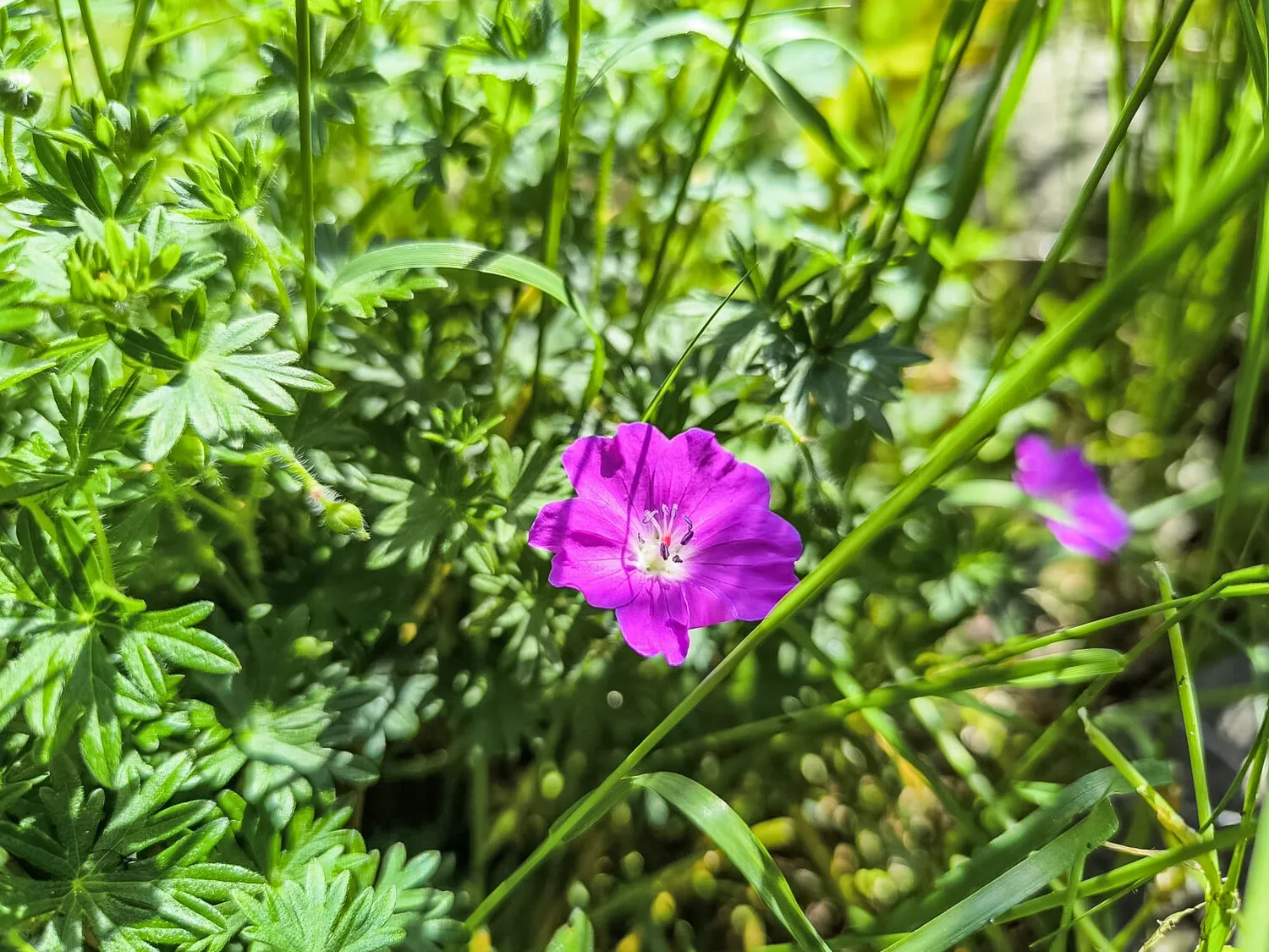 Garten Ansicht II