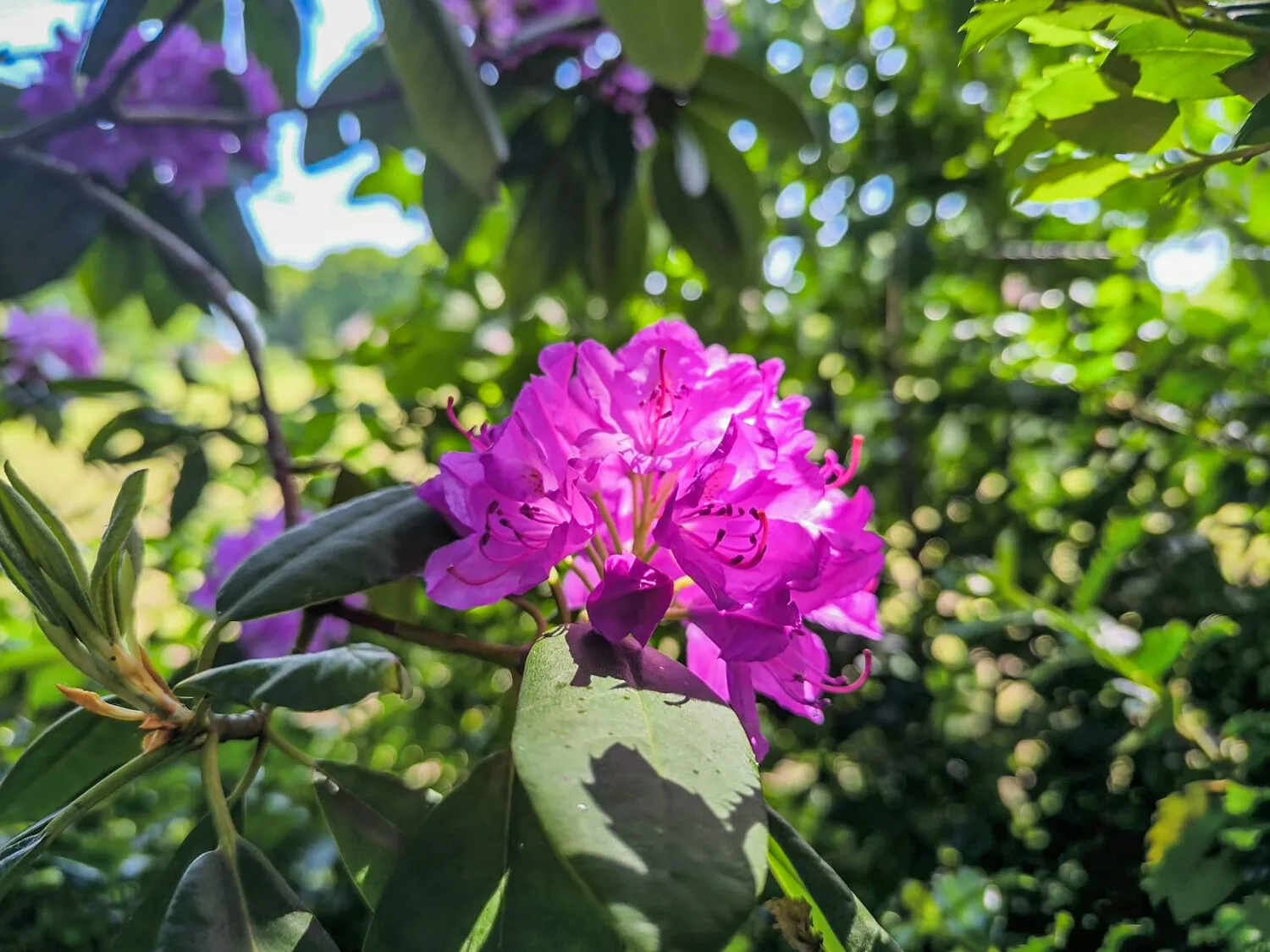 Garten Ansicht IV