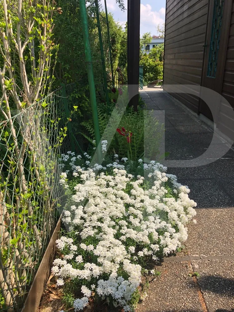 KLEINGARTEN - KGV Hackenberg - EIGENTUM! 1190 Wien