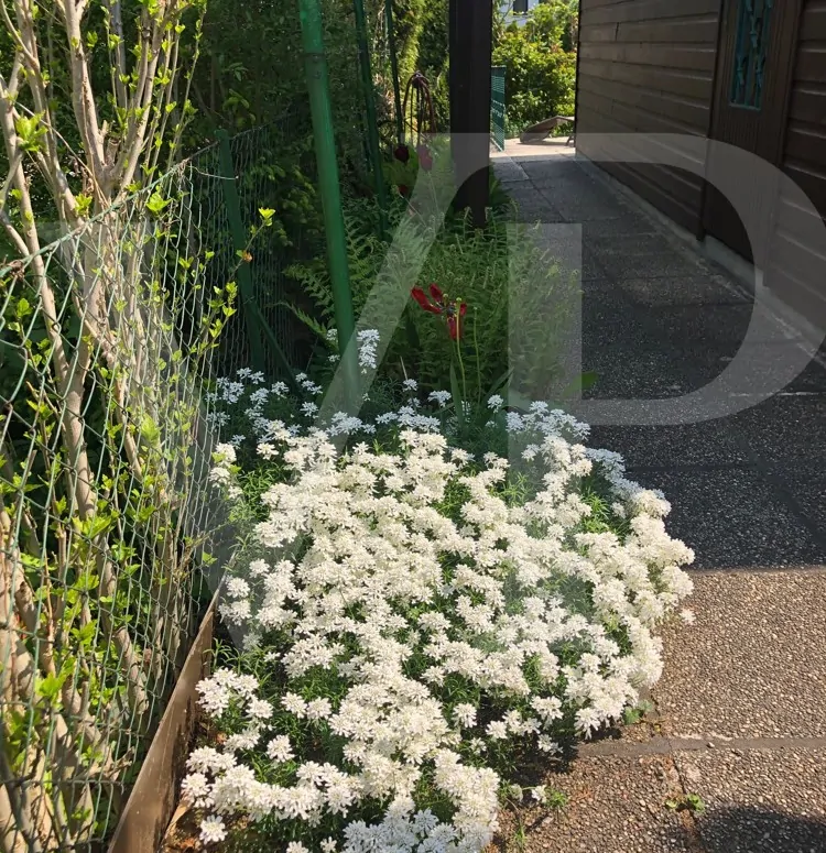 KLEINGARTEN - KGV Hackenberg - EIGENTUM! 1190 Wien