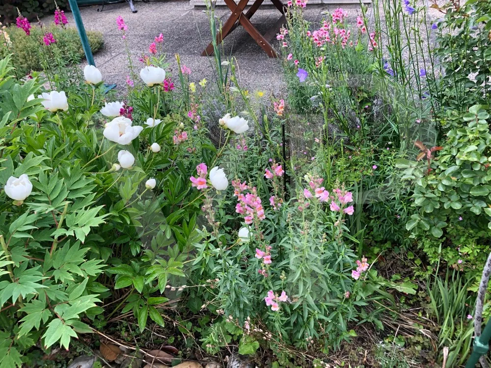 KLEINGARTEN - KGV Hackenberg - EIGENTUM! 1190 Wien