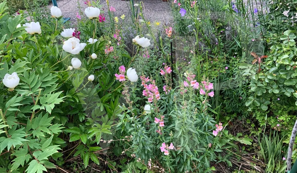 KLEINGARTEN - KGV Hackenberg - EIGENTUM! 1190 Wien