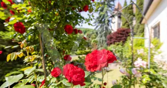 von_poll_real_estate_property_2023344087_image_10