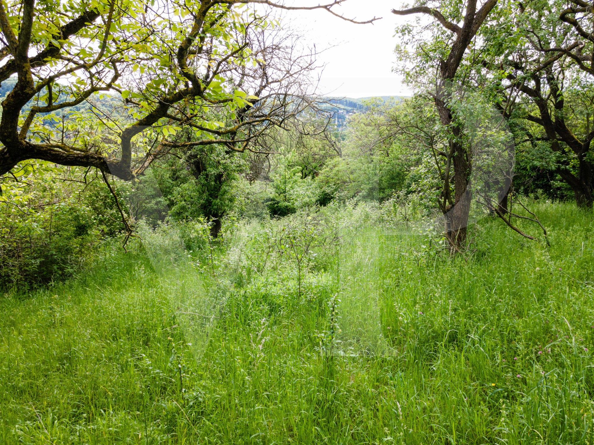 Lassen Sie Ihren Wohntraum wahr werden - am Ölberg in Klosterneuburg