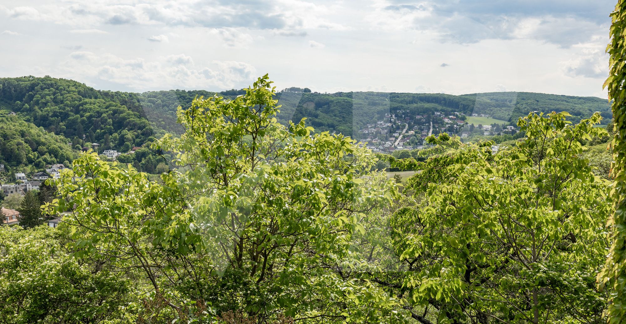Lassen Sie Ihren Wohntraum wahr werden - am Ölberg in Klosterneuburg