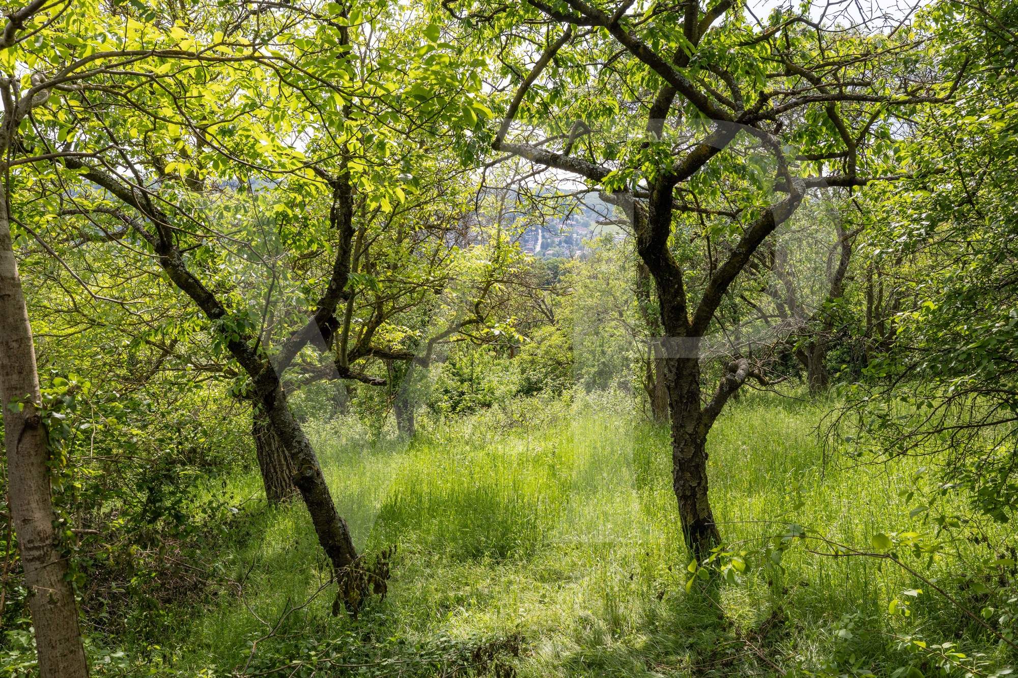 Lassen Sie Ihren Wohntraum wahr werden - am Ölberg in Klosterneuburg