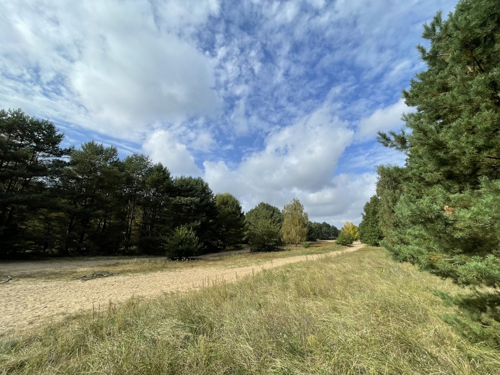 Wald und Ödland