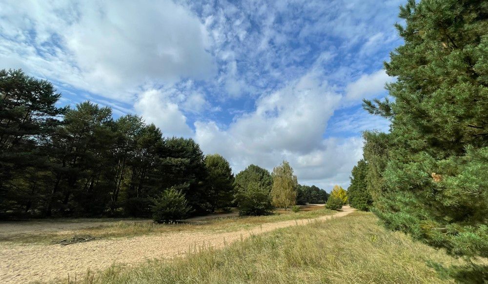 Wald und Ödland