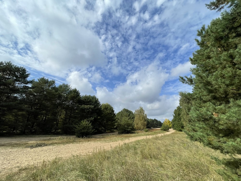 Wald und Ödland