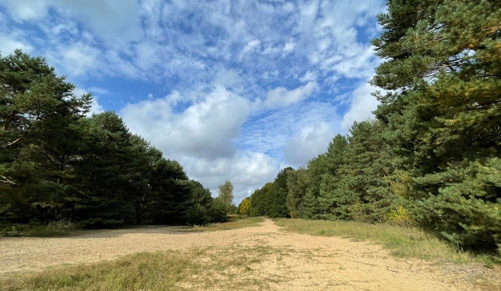 Wald und Ödland