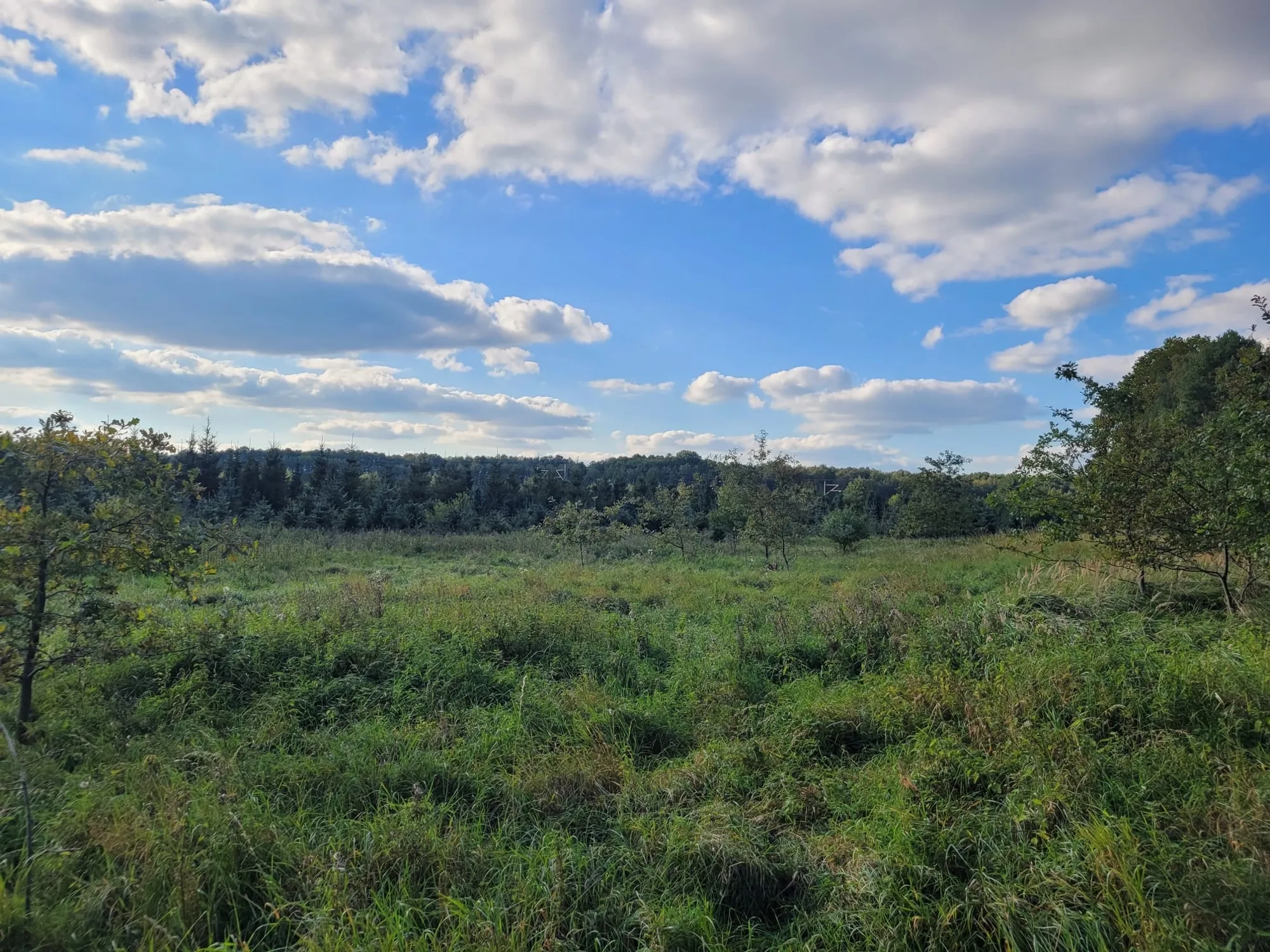 Waldfläche-Landwirtschaftsfläche