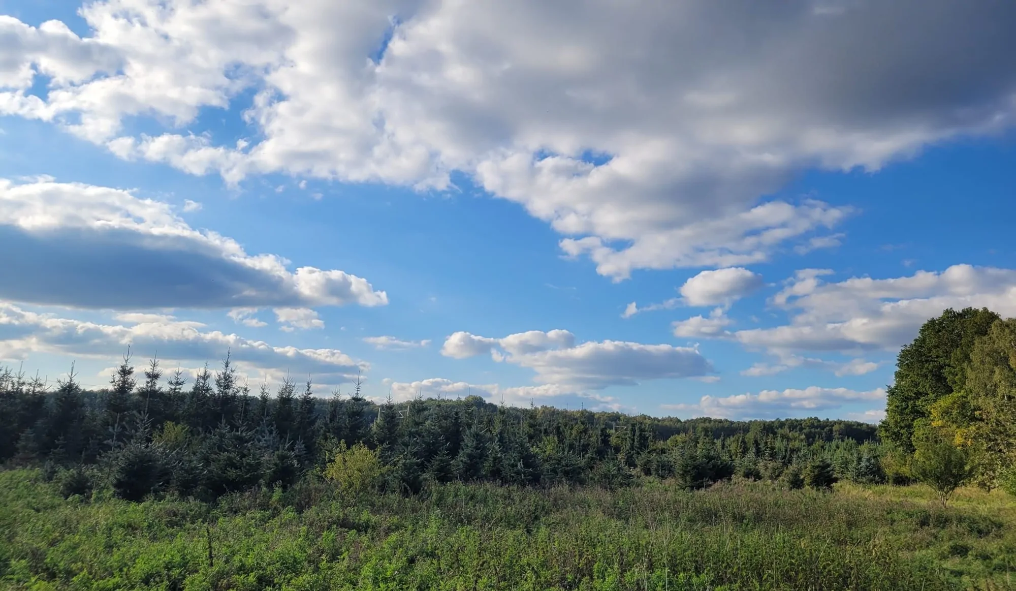 Waldfläche-Landwirtschaftsfläche