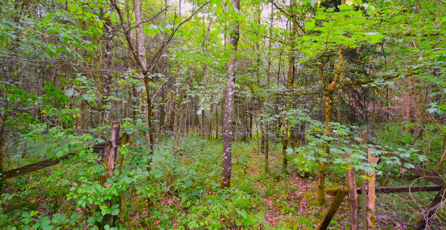 Wald II