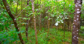 von_poll_real_estate_property_25256251_image_2