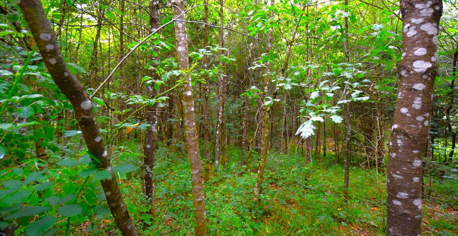 Wald I