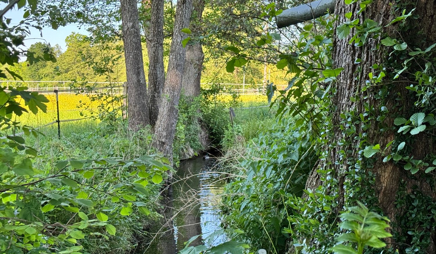 Idyllischer Bachlauf