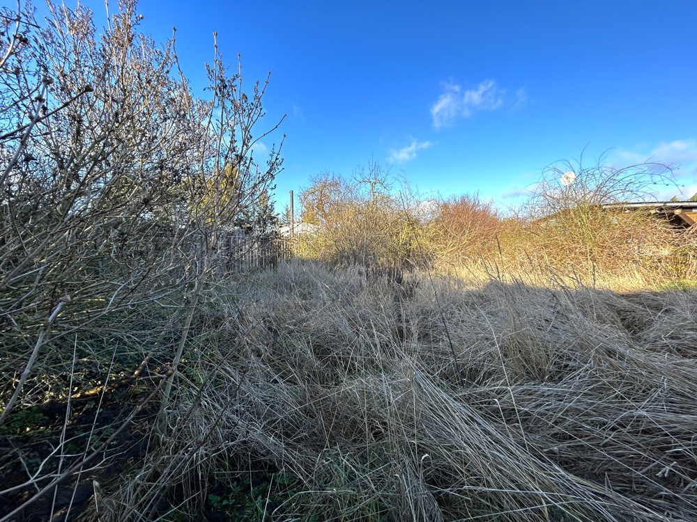 wild bewachsener Garten