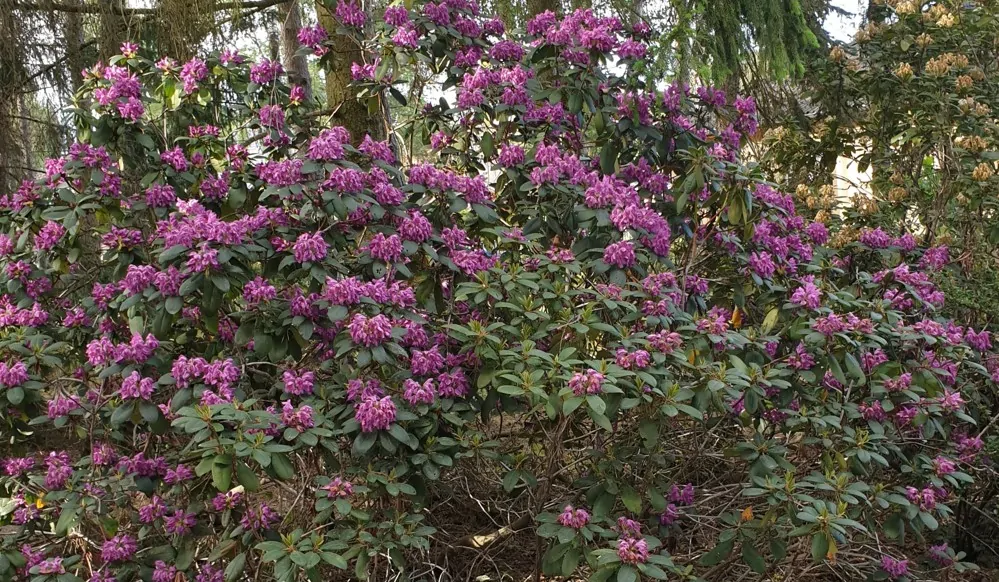 vielfältiger Baum- und Pflanzenbestand