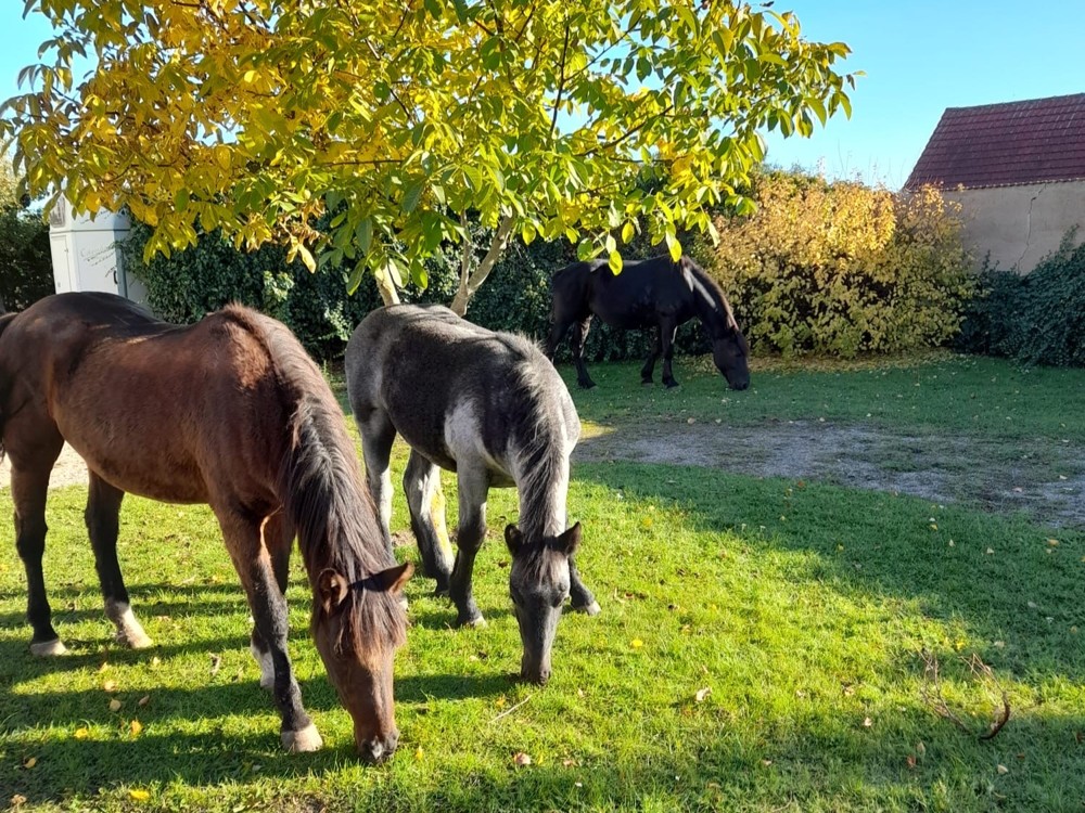 Pferde im Garten