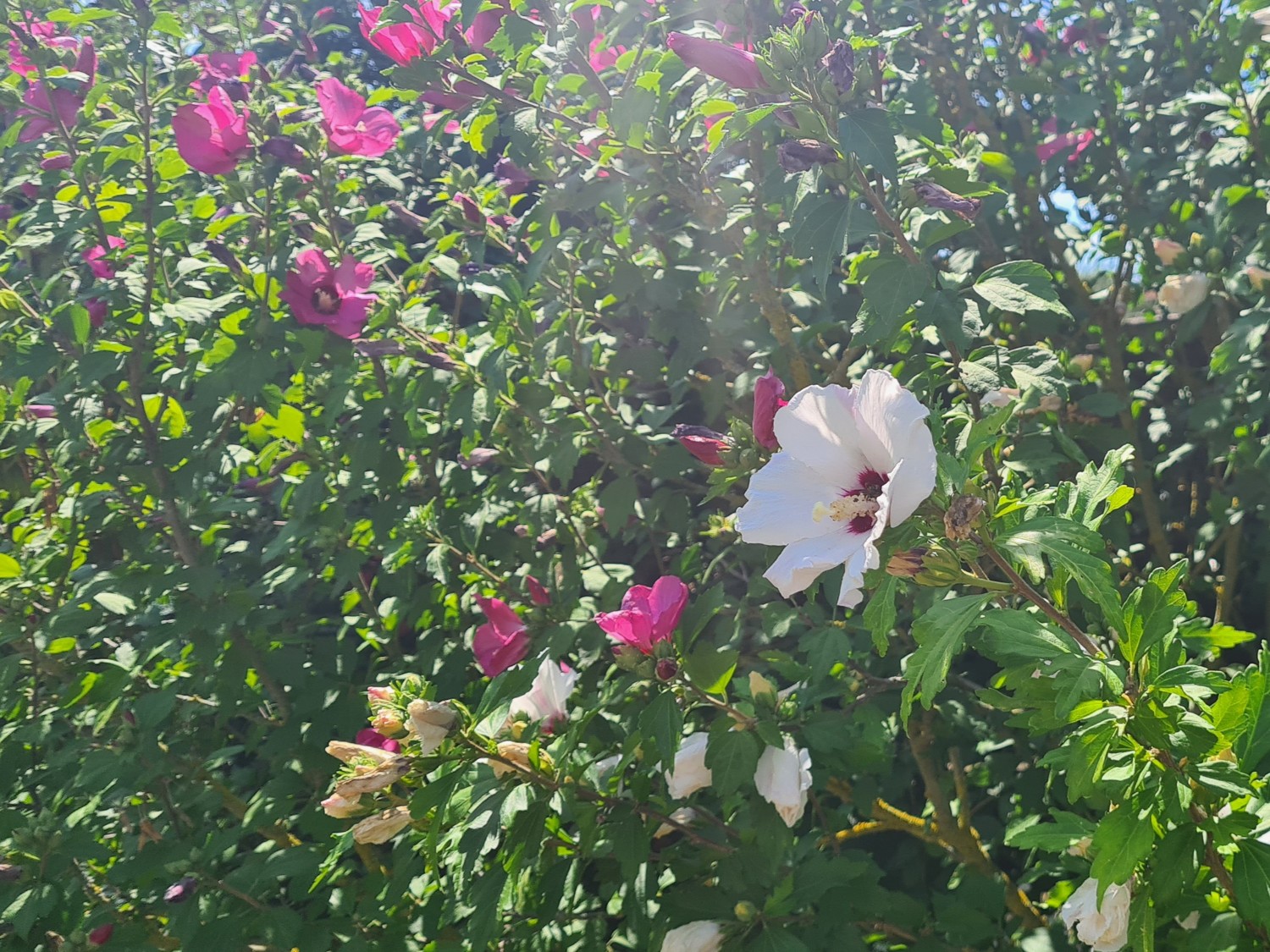schöner Pflanzenbestand im Garten