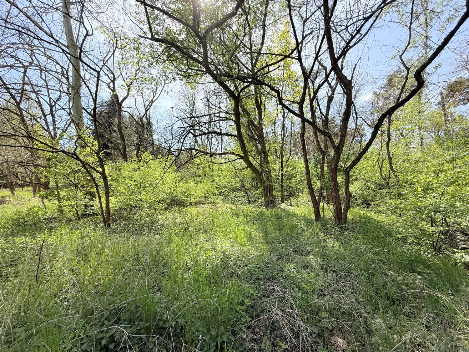 eigener Wald im Garten
