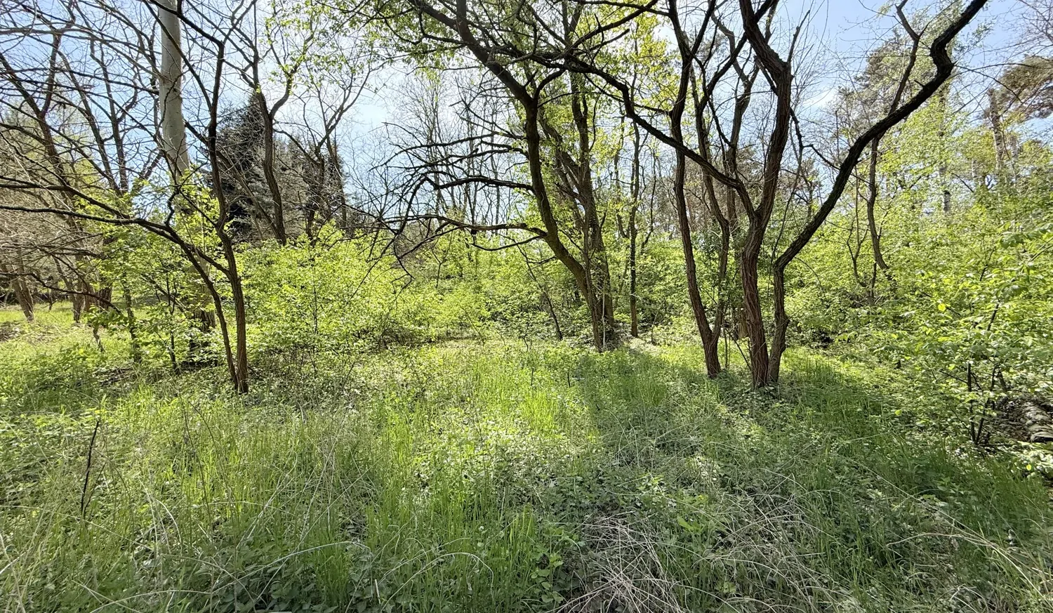eigener Wald im Garten