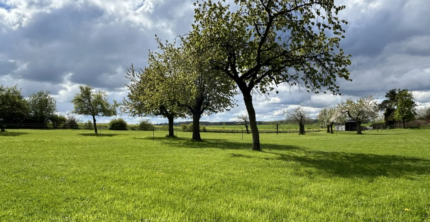 weitläufige Obstwiese
