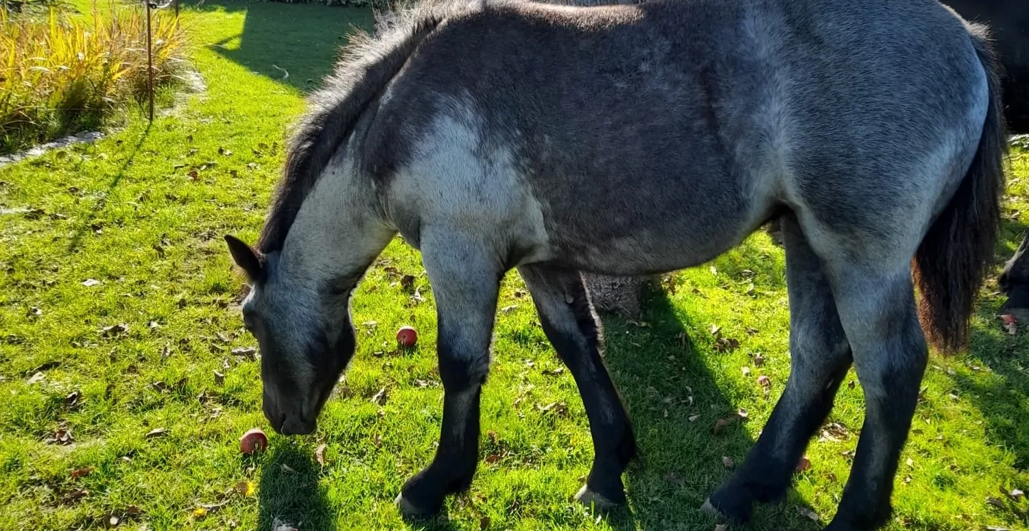 Impressionen aus der Pferdehaltung