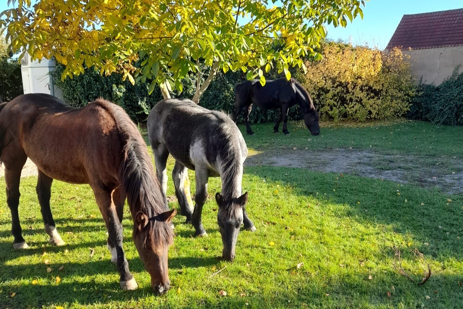Impressionen aus der Pferdehaltung