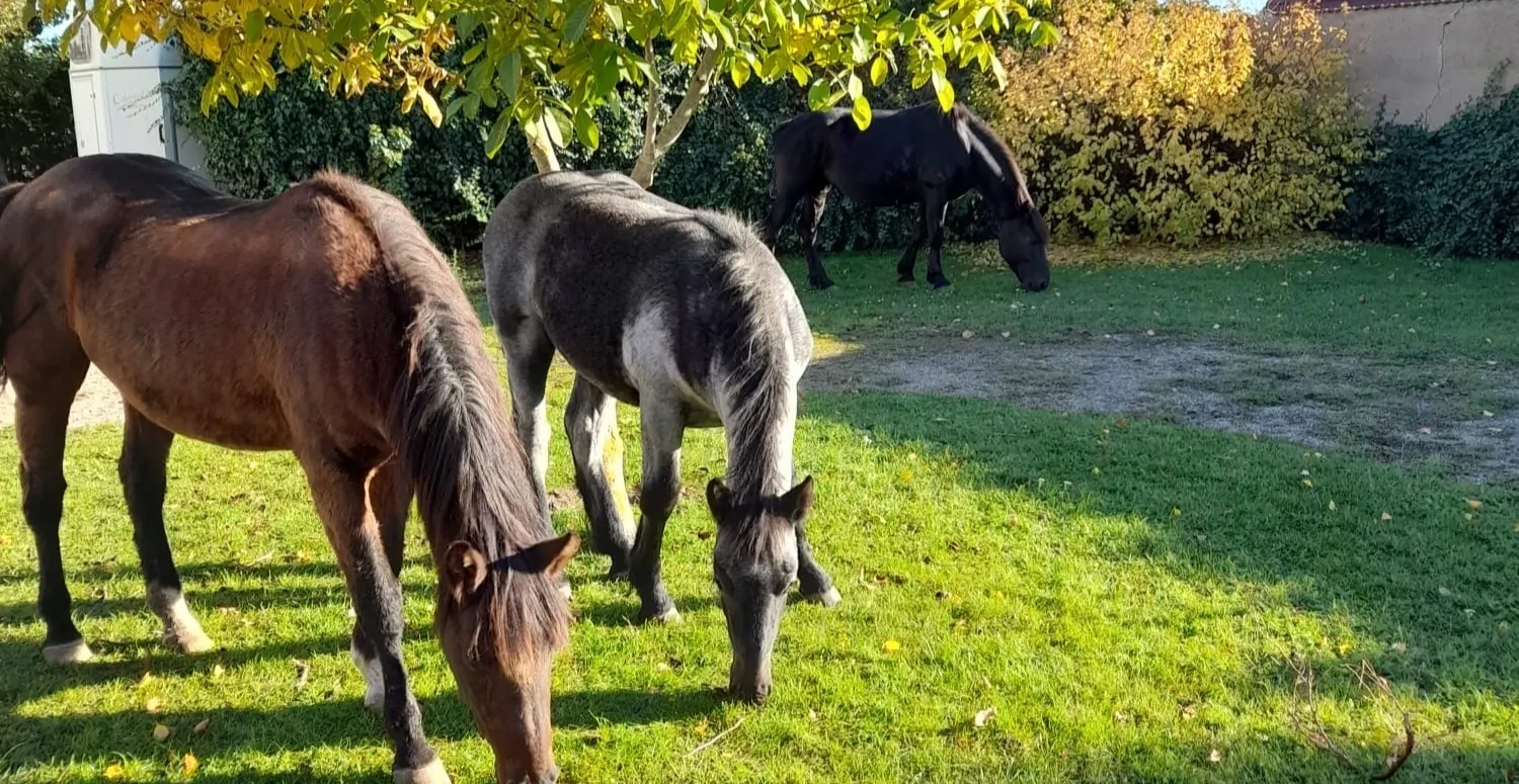 Impressionen aus der Pferdehaltung