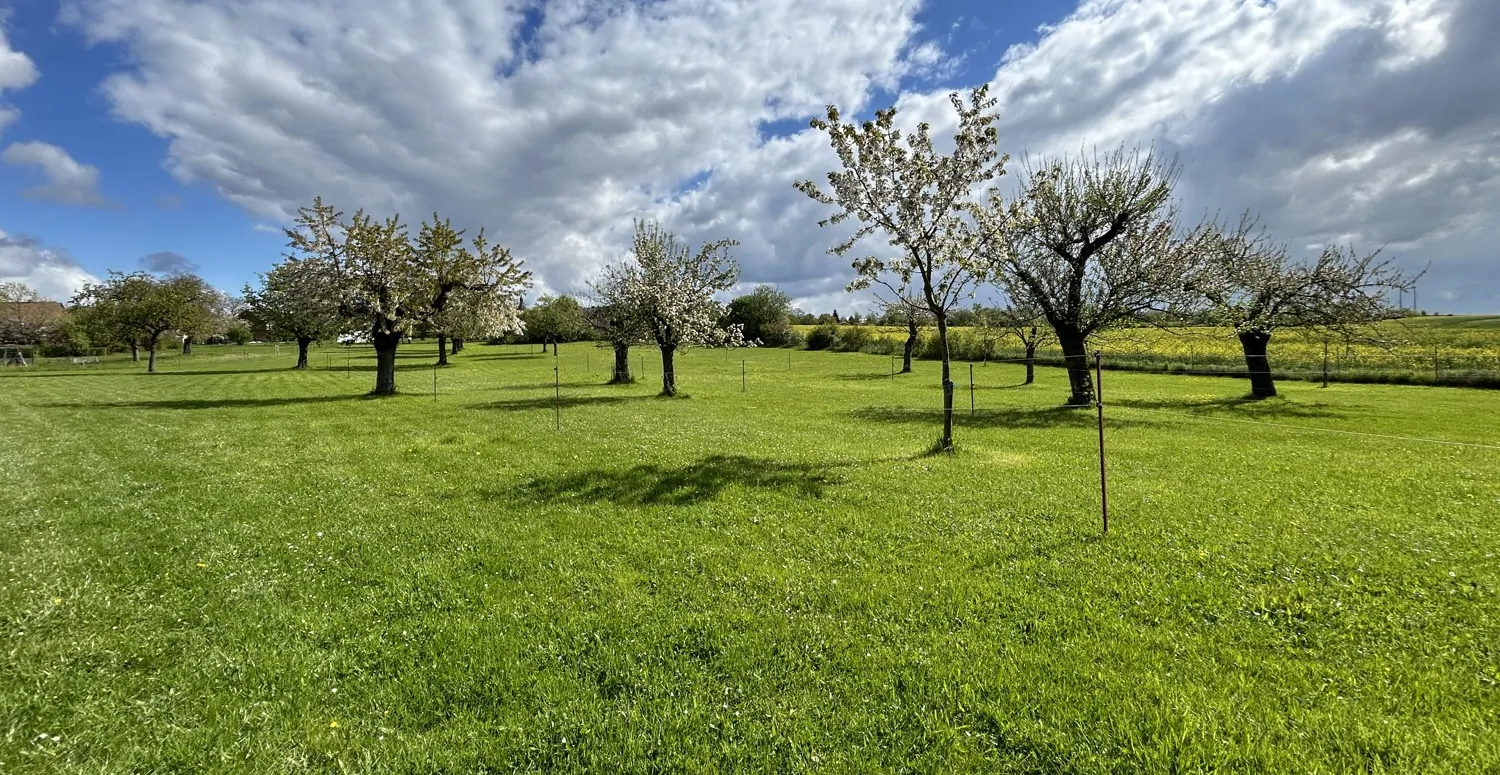 weitläufige Obstwiese