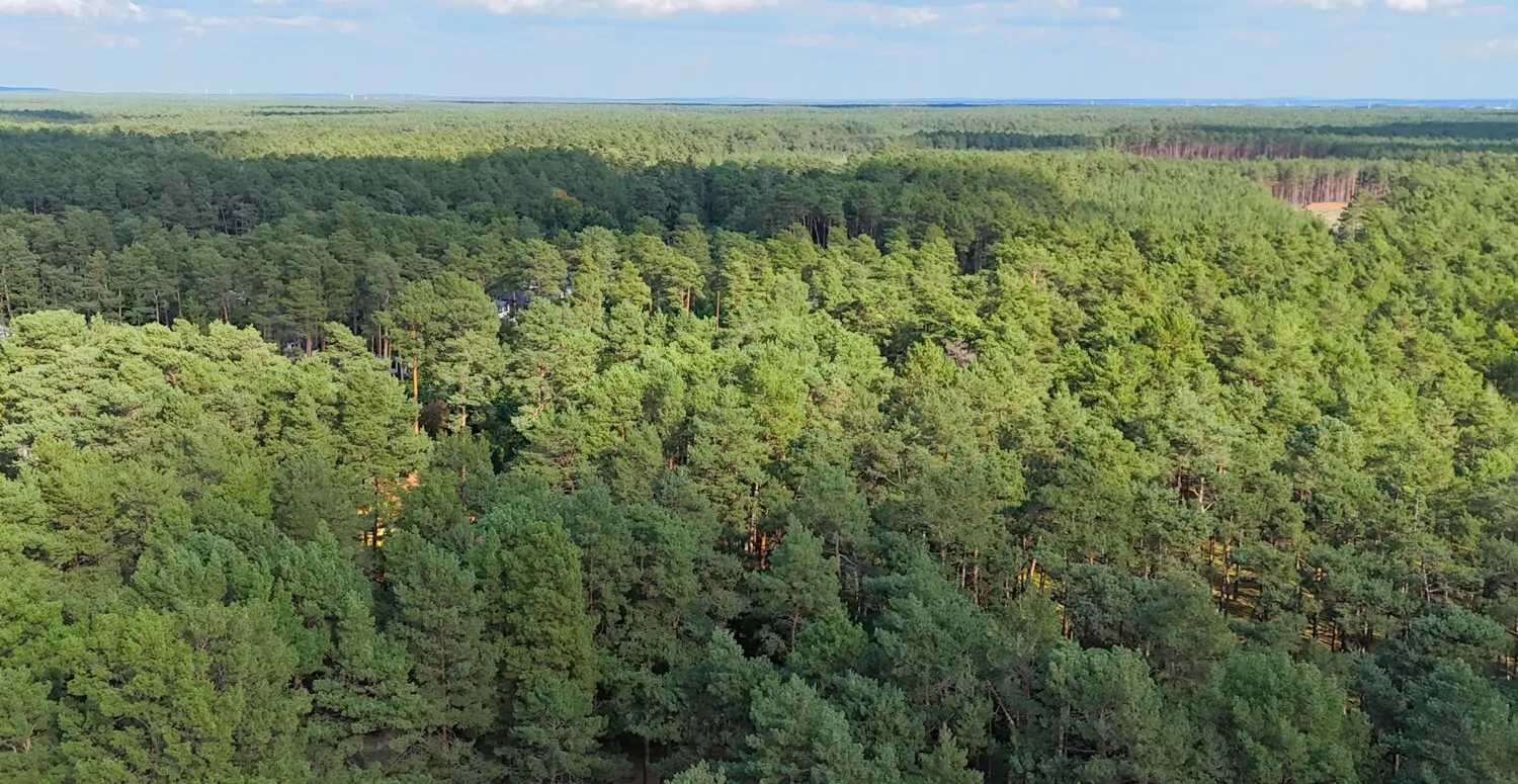 weitläufiges Waldgebiet an der Grundstücksgrenze