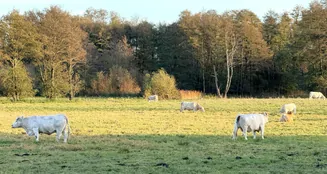 von_poll_real_estate_property_25165082_image_23