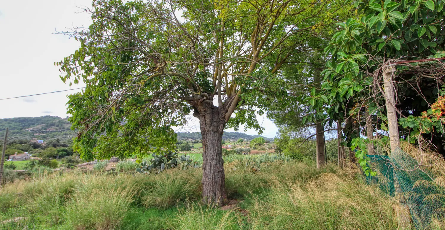 Zu-verkaufen-altes-rustikales-Haus-zu-renovieren-in-Artá