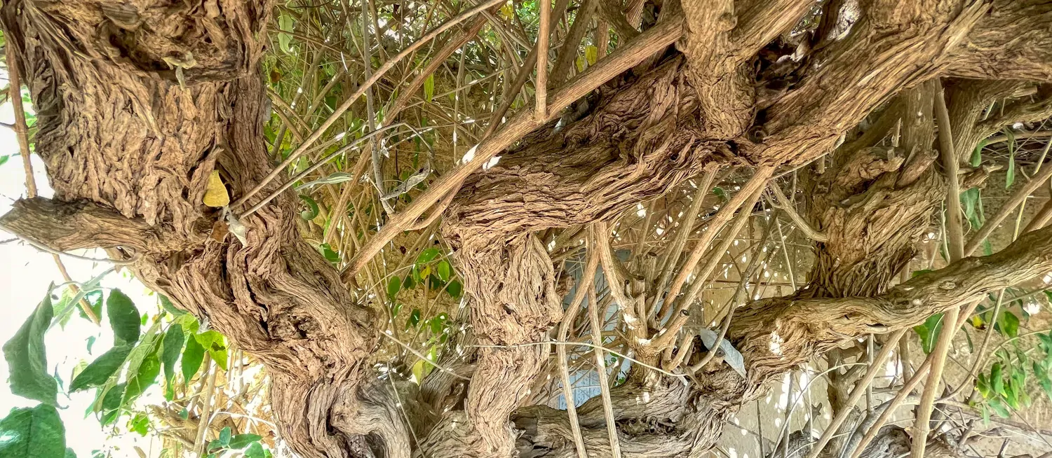 Zu-verkaufen-historisches-Landhaus-am-Rande-von-Manacor