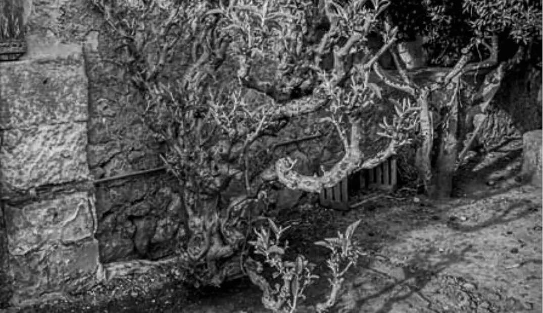 Zu-verkaufen-historisches-Landhaus-am-Rande-von-ManacorFinca von 2,5 Hektar Land zu verkaufen mit einem Herrenhaus aus dem Jahr 1861 mit mehr als 600 Meter zu renovieren in Manacor