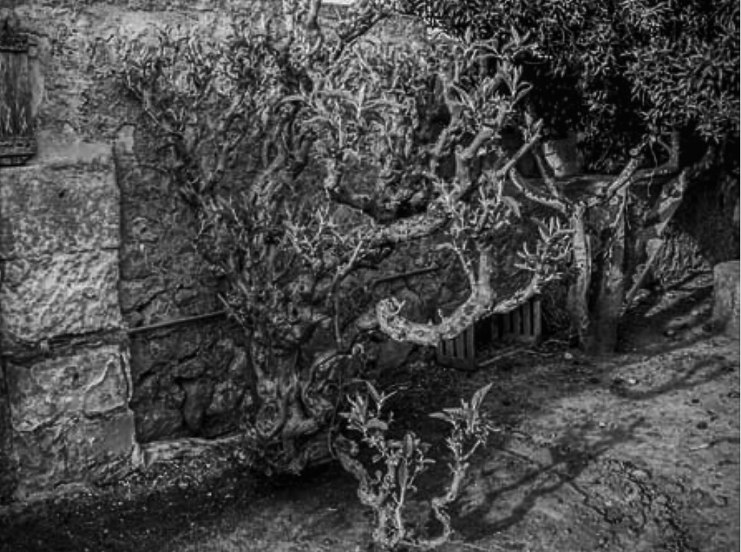Zu-verkaufen-historisches-Landhaus-am-Rande-von-ManacorFinca von 2,5 Hektar Land zu verkaufen mit einem Herrenhaus aus dem Jahr 1861 mit mehr als 600 Meter zu renovieren in Manacor