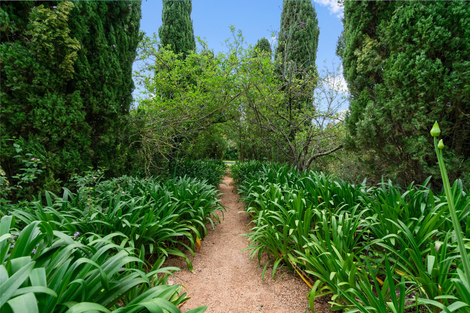 Finca-con-piscina-y-licencia-turística-en-Pollensa