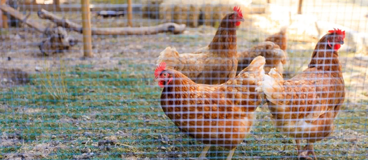 Finca-mit-Pool-in-Pollensa