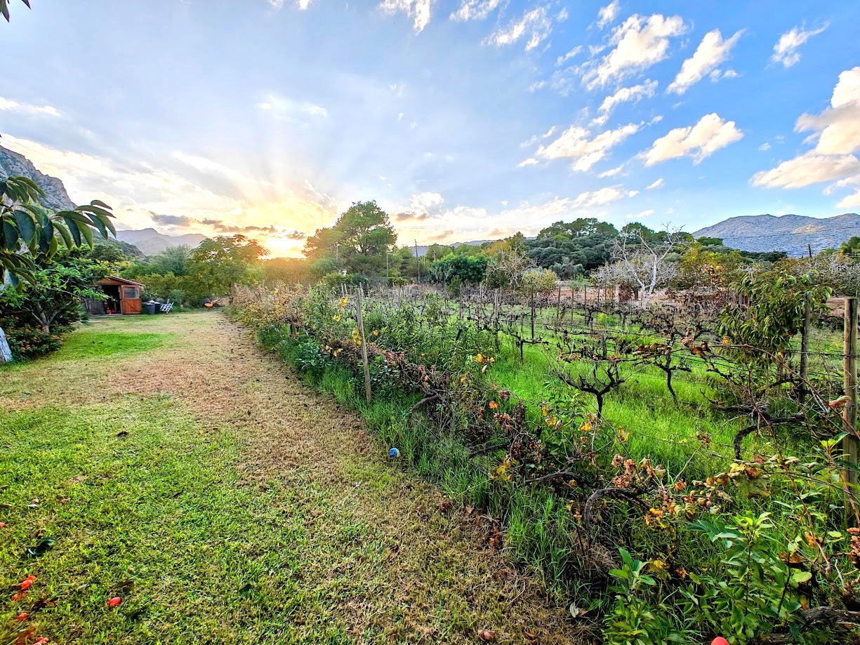 Finca-in-Pollensa