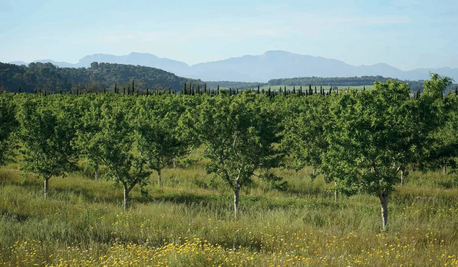 Luxus-Finca-in-Algaida-Mallorca