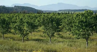 von_poll_real_estate_property_ES255087_image_49